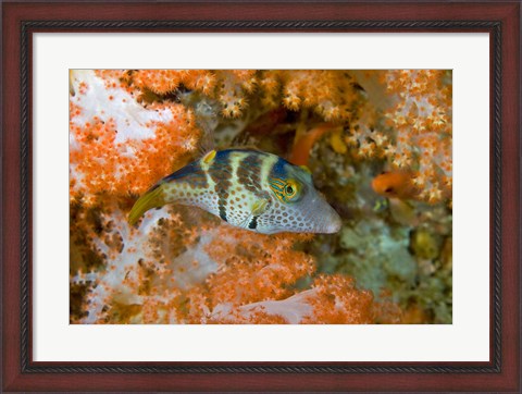 Framed Close-up of pufferfish, Raja Ampat, Papua, Indonesia Print