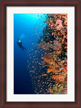 Framed Diver with light next to vertical reef formation, Pantar Island, Indonesia Print