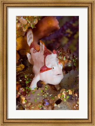 Framed Frogfish or anglerfish Print