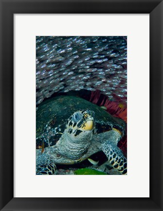 Framed Glassfish, Hawksbill turtle Print