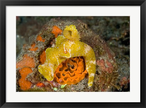 Framed Nudibranch, Marine Life Print