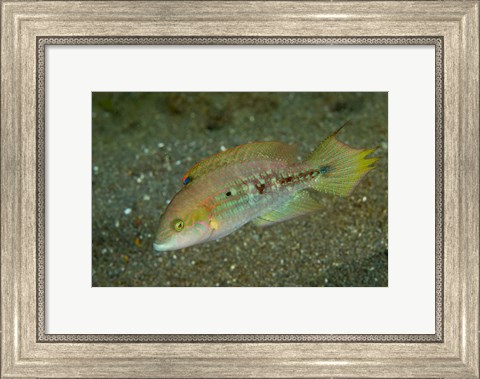 Framed Parrot fish Print