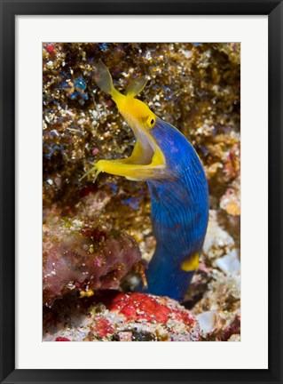 Framed Ribbon eel marine life Print