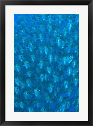 Framed Schooling ox-eyed scad fish Print