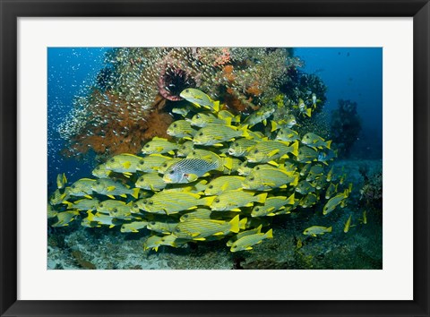 Framed Schooling sweetlip fish swim past coral reef, Raja Ampat, Indonesia Print