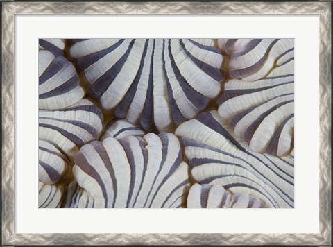 Framed Sea anemone, Marine life Print