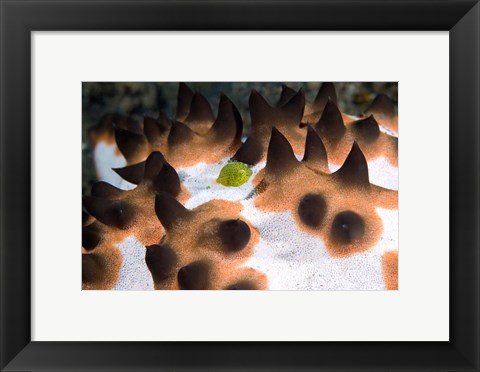 Framed Seastar, marine life Print