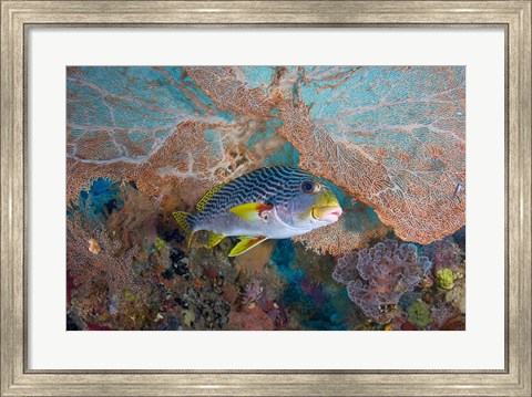 Framed Sweetlip fish, sea fan coral Print