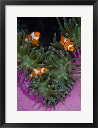 Framed Clownfish swim among anemone tentacles, Raja Ampat, Indonesia Print