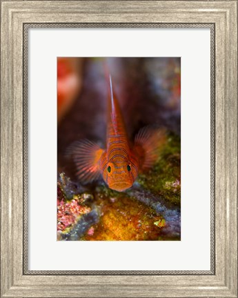Framed Goby fish above coral Print