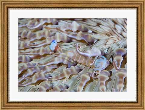 Framed Shrimp, Anemone, marine life Print