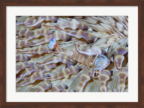 Framed Shrimp, Anemone, marine life Print