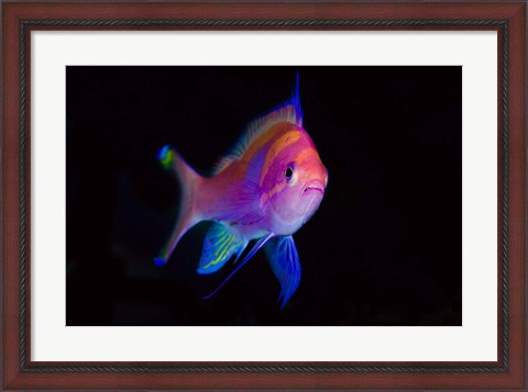 Framed Bay Close-up of colorful anthia Print