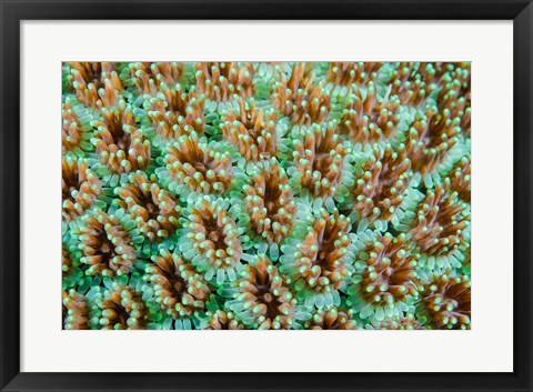 Framed Close-up of anemones Print