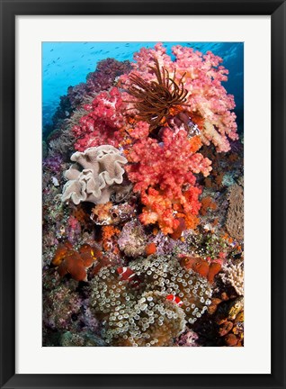 Framed Coral, Raja Ampat, Papua, Indonesia Print
