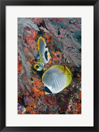 Framed Fish swimming near coral, Raja Ampat, Papua, Indonesia Print