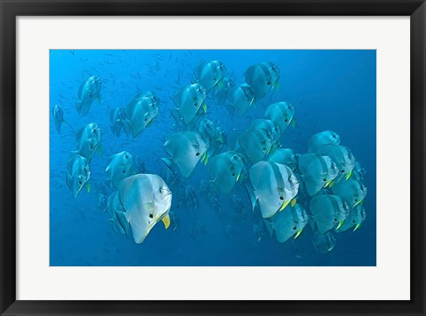 Framed Schooling batfish, Raja Ampat, Papua, Indonesia Print