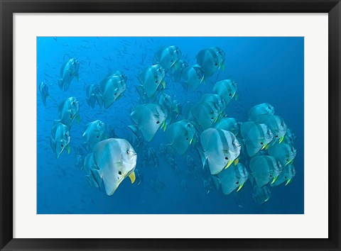 Framed Schooling batfish, Raja Ampat, Papua, Indonesia Print