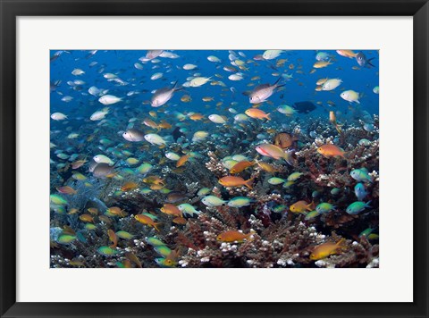 Framed Sea of fish and coral, Raja Ampat, Papua, Indonesia Print