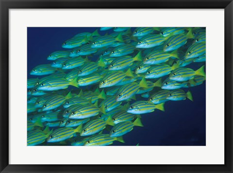 Framed Close-up of schooling lined snappers, Komodo National Park, Indonesia Print