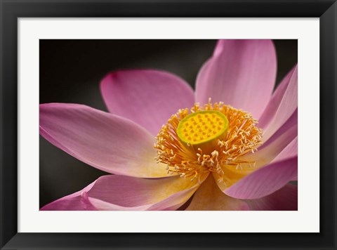 Framed Lotus Bloom, Nyuh Kuning Village, Ubud, Bali, Indonesia Print