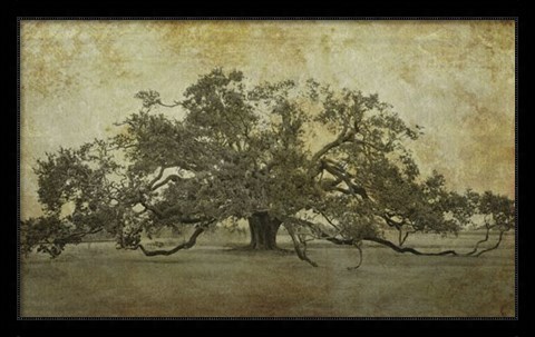 Framed Sugarmill Oak, Louisiana Print