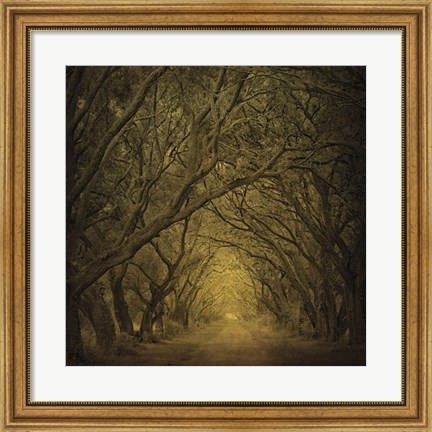 Framed Evergreen Oak Alley (vertical view) Print