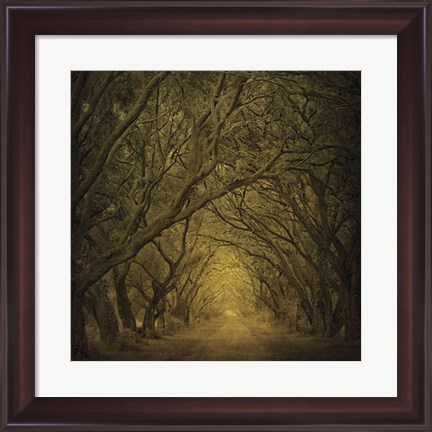 Framed Evergreen Oak Alley (vertical view) Print