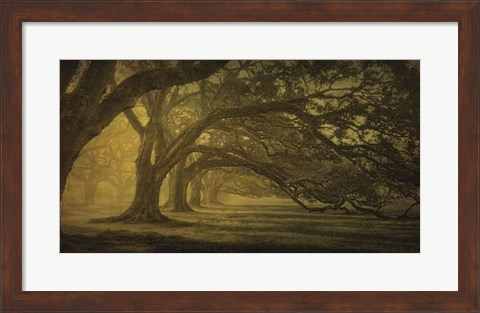 Framed Oak Alley Morning Shadows Print