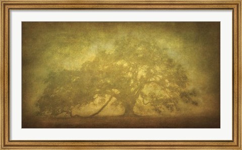 Framed St. Joe Plantation Oak in Fog 3 Print