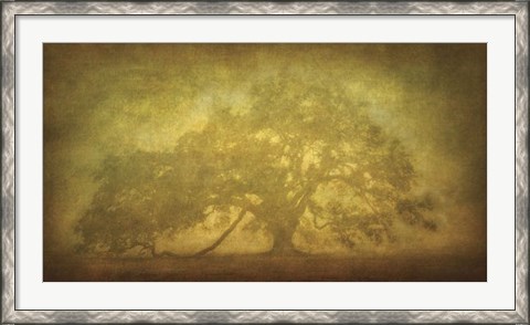 Framed St. Joe Plantation Oak in Fog 3 Print