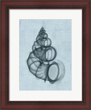 Framed Wentletrap Shell (light blue) Print