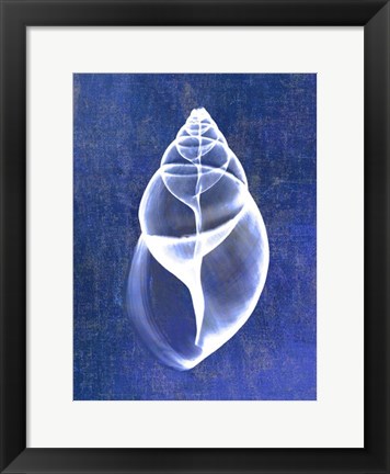 Framed Achatina Shell (indigo) Print