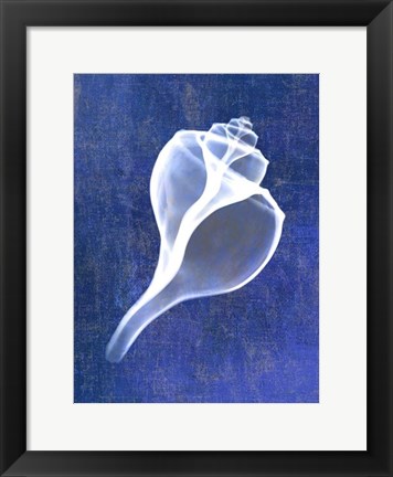Framed Channelled Whelk (indigo) Print