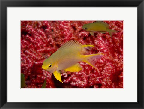 Framed Golden Damselfish, Gorgonian Sea Fan, Indonesia Print