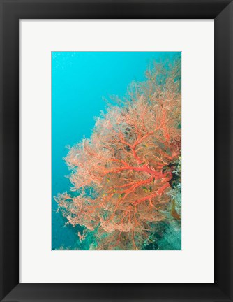 Framed Sea Fan, Raja Ampat region, Papua, Indonesia Print