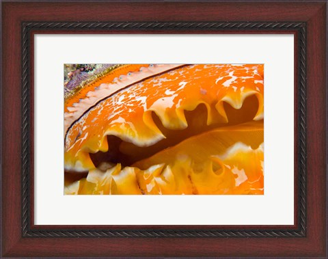 Framed Thorny Oyster Mantle Detail and Eyes, Banda Sea, Indonesia Print