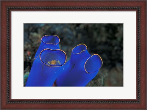 Framed Crab Peeking From Tunicate, Irian Jaya, Indonesia Print