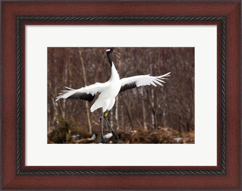 Framed Japanese crane, Hokkaido, Japan Print