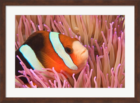Framed Anemonefish, Scuba Diving, Tukang Besi, Indonesia Print