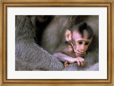 Framed Indonesia, Bali, Ubud, Long tailed macaque Print
