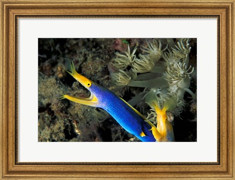 Framed Indonesia, Sulawesi, Blue ribbon eel marine life Print
