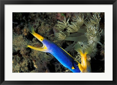 Framed Indonesia, Sulawesi, Blue ribbon eel marine life Print