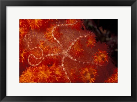 Framed Brittlestar on Soft Coral, Papua, Indonesia Print