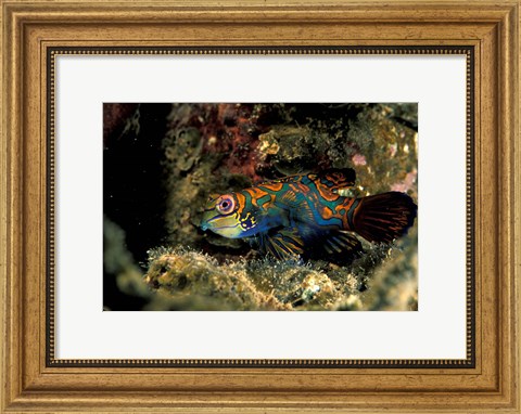 Framed Indonesia, Indo Pacific Mandarinfish Print