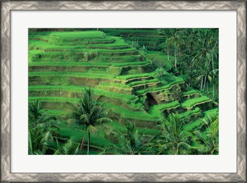 Framed Bali, Tegallalan, Rice Terrace Print