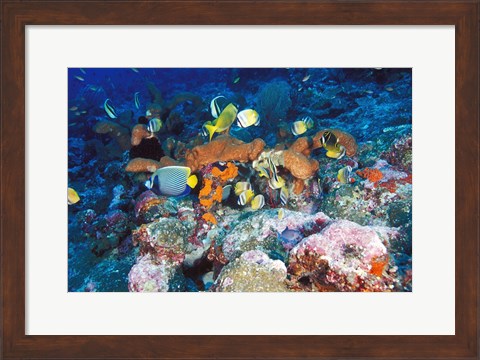 Framed Coral Reefs, Papua, Indonesia Print