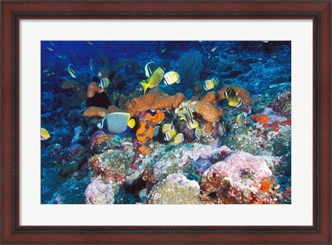 Framed Coral Reefs, Papua, Indonesia Print