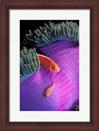 Framed Anemonefish swimming in anemone tent, Indonesia Print
