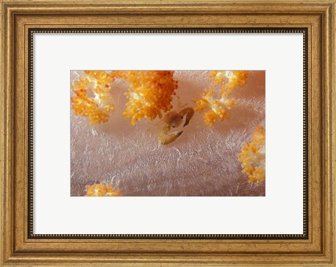 Framed Crab on Soft Coral, Indonesia Print